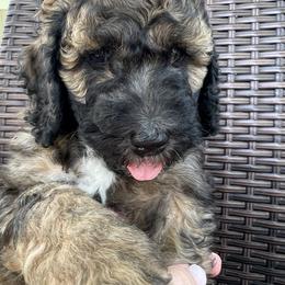 Sheepadoodle Puppies from Pretty Perfect Pups