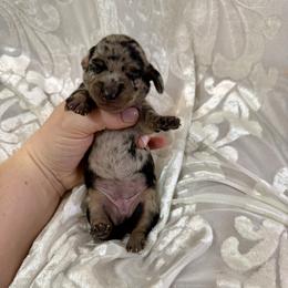 Gray collar - Black and cream female Dachshund puppy in Centralia, Washington from FairyTail Dachshunds
