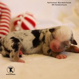 Tinsley- BMF - Blue merle female Australian Shepherd puppy in Nacogdoches, Texas from TK Standard, Mini, & Toy Aussies