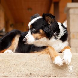 Australian Shepherds from RD Ranch