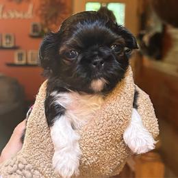 Gazelle - Sable and white female Shih Tzu puppy in Nekoosa, Wisconsin from Brox Acres House of Fur LLC