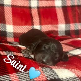 Saint- Shaded Cream- Price Listed - Cream male Dachshund puppy in Biloxi, Mississippi from Southern Doxies Ms