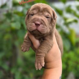 Mocha - Chocolate dilute female Chinese Shar-Pei puppy in Salem, Ohio from WrinkleMonsters