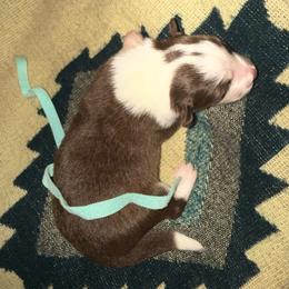 Jake Sully - Chocolate male Border Collie puppy in Haiku Pauwela, Hawaii from Blue Ginger Border Collies