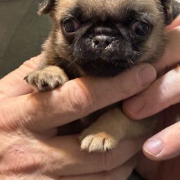 Yellow - Fawn male Pug puppy in Altoona, Pennsylvania from Ivyside Pugs