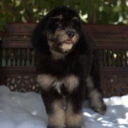 Bernedoodle and Cavapoo Puppies from Dulcito Doodles