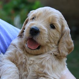 Goldendoodle Puppies from Bee At Ease Farm & Kennel