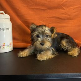 Girl 3 - Blue and gold female Yorkshire Terrier puppy in Marion, Indiana from Thomas Terriers