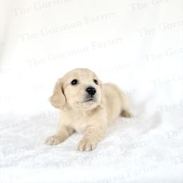 Cream Male - Cream male Dachshund puppy in Greenville, North Carolina from The Gorman Farms