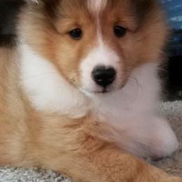 Shetland Sheepdogs from Gopher Hollow