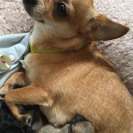 Chihuahuas from Billie's Chihuahuas