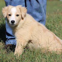 Uno - Yellow male Miniature Australian Shepherd puppy in Quapaw, Oklahoma from Rocky Hill Aussies