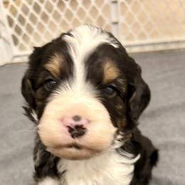 Periwinkle collar boy - Tri-color male Bernedoodle puppy in Lake, Michigan from 3 King Doodles & Poodles