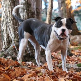 American Bulldog Puppies from Northern Woods