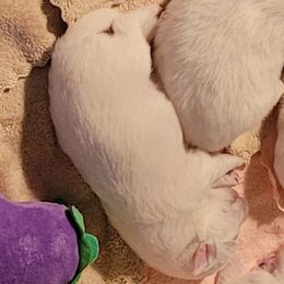 Boy1 - White male Japanese Spitz puppy in Littleton, Colorado from Japanese Spitz