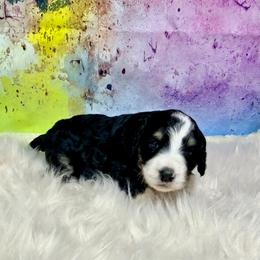Morticia - female Australian Mountain Doodle puppy in Blue Springs, Missouri from Jeanie’s Doodles