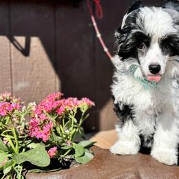 Squid - Black and white female Chinese Crested puppy in New Smyrna Beach, Florida from FronkLinn Kennel