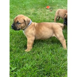 Boy 2 - Boerboel puppy in Blackfoot, Idaho from Rocky Mountain Boerboels