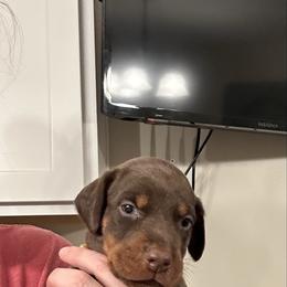 Yellow collar female - Red and rust female Doberman Pinscher puppy in Madison, Indiana from Jensen Dobermans and Dachshunds