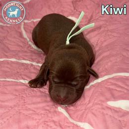 Kiwi - Chocolate female Labrador Retriever puppy in Elloree, South Carolina from Moonlight Kennels LLC