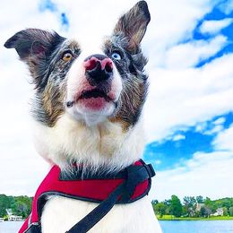 Lally - Border Collie