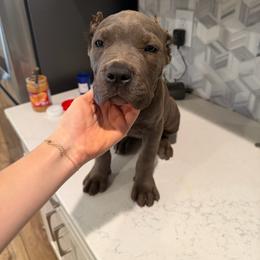 Solid Gray Female 2 - Gray female Cane Corso puppy in Knoxville, Tennessee from Crowned Corso