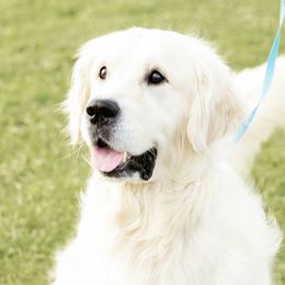 Tommy - Golden Retriever