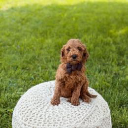 Dark Grey collar boy mini - Red  male Goldendoodle puppy in Spokane, Washington from Dream Doodles in Spokane WA