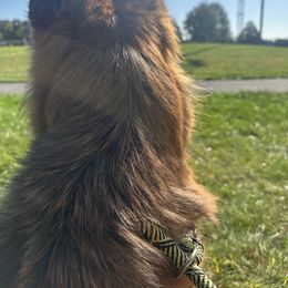 German Shepherd Puppies from Golden Ridge