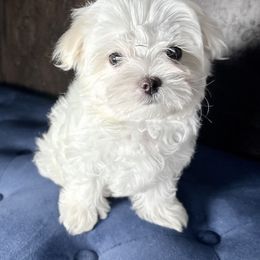 Maltese Puppies from Adorable Maltese Puppies