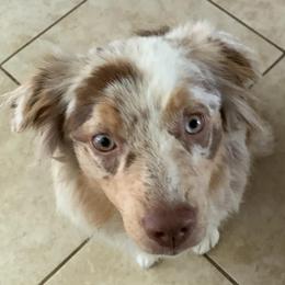Miniature Australian Shepherds from Dina's Miniature Australian Shepherds