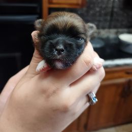 Pomeranian Puppies from Lovingood Farms