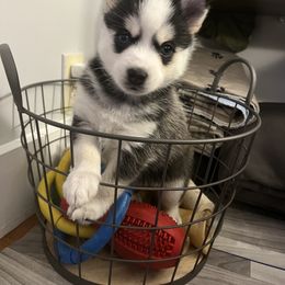 Pomsky Puppies from Lunar Pomskies