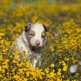 Jake - Red merle male Border Collie puppy in Sanger, California from Flying M Cactus Ranch Buddies