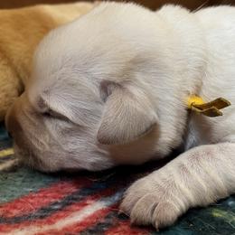 Girl 2 - female Labrador Retriever puppy in Nicholasville, Kentucky from Agape Acres Homestead English Labrador Retrievers