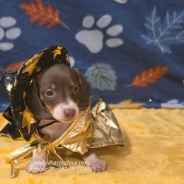 Gaia - Chocolate and tan female Dachshund puppy in Willard, Utah from Simply Sharing Love