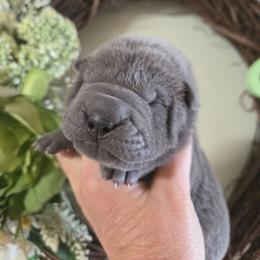 Boomer - Blue male Chinese Shar-Pei puppy in Four Oaks, North Carolina from DCSHARPEI
