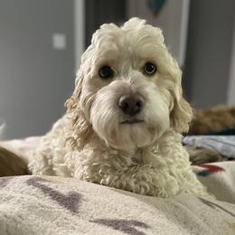 Snowy - Cockapoo