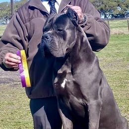Freddy - Cane Corso