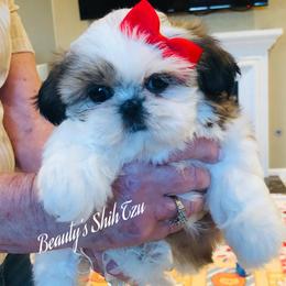 Carrie- Hold - Gold and white female Shih Tzu puppy in Manteca, California from Beauty's Shih Tzu (California)