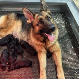 Incka - German Shepherd