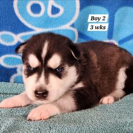 Boy 2 - Black and white male Siberian Husky puppy in Grayson, Kentucky from Kentucky Huskies
