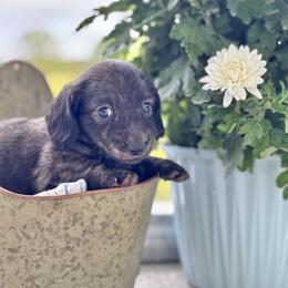 Brindle boy - Brindle male Dachshund puppy in Crestview, Florida from Neverending Dachies