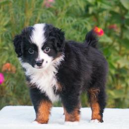 Nemo - Black tri male Miniature American Shepherd puppy in Chocowinity, North Carolina from Foxtail Hollow