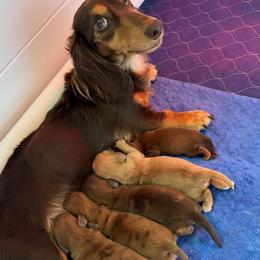 Dachshund Puppies from Redland Dachshund Grove