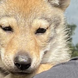 DireWolf Sound of Silence - Gray Czechoslovakian Vlcak puppy in Florida from DireWolf Pack