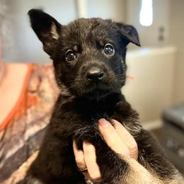 Girl Orange - Black and tan female German Shepherd puppy in San Antonio, Texas from CISCOK9