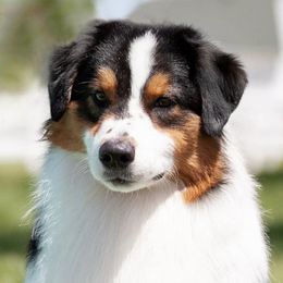 Australian Shepherds from Shockwave Australian Shepherds