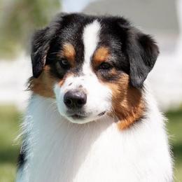 Australian Shepherds from Shockwave Australian Shepherds