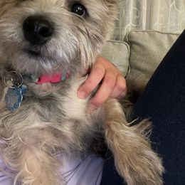 Cairn Terrier Puppies from Ferguson's Cairn Terriers